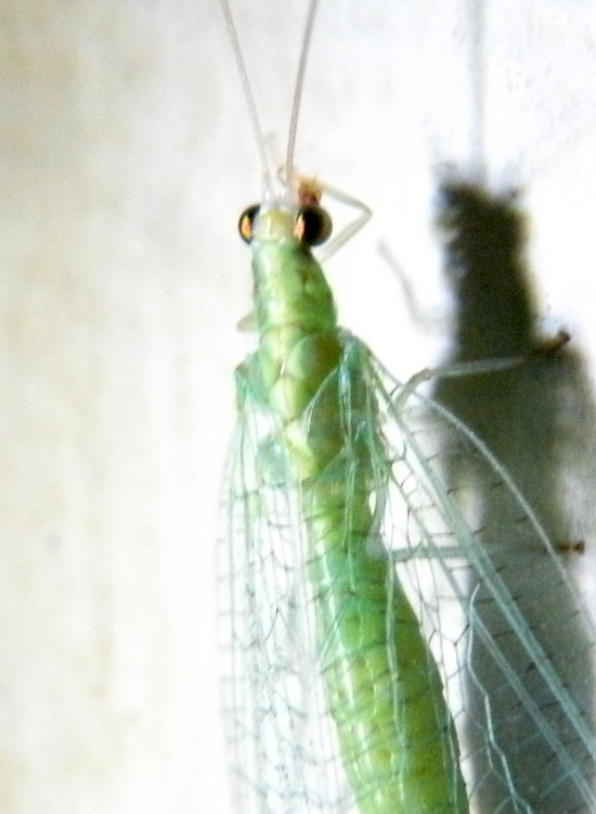 Due Crisope - Dichochrysa flavifrons e Chrysoperla sp.